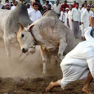 إحدى جولات يوم الخميس 16 من فبراير 2012