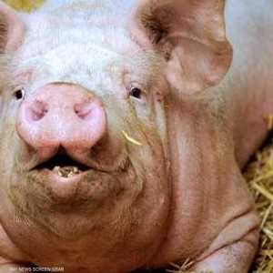 حقق نجاح جراحين أميركيين في زراعة كلية خنزير في جسم إنسان