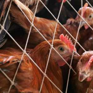 إصابة الدواجن الطازجة بالبكتيريا العطفية يمثل عبئا جديدا على سوق الطيور بعد أنفلوانزا الطيور. (أرشيف)