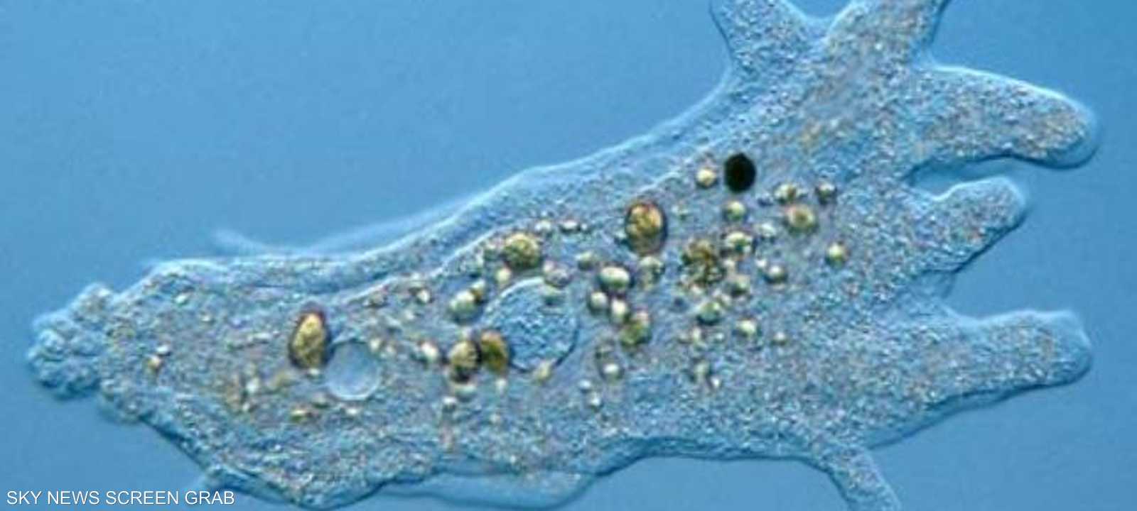 صورة مجهرية للأميبا القاتلة