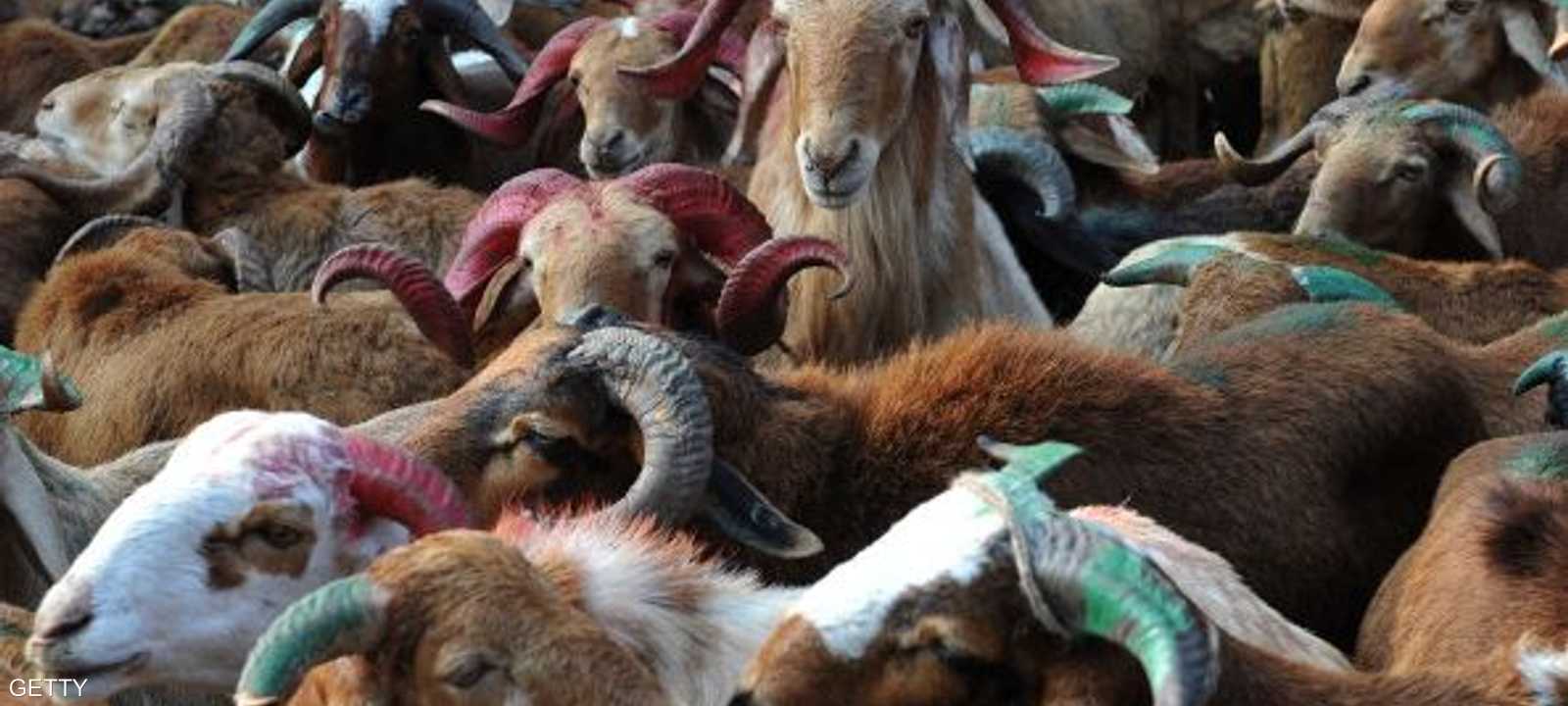 ارتفاع أسعار المواشي يعود إلى غلاء الشعير والأعلاف المستخدمة في تغذيتها 