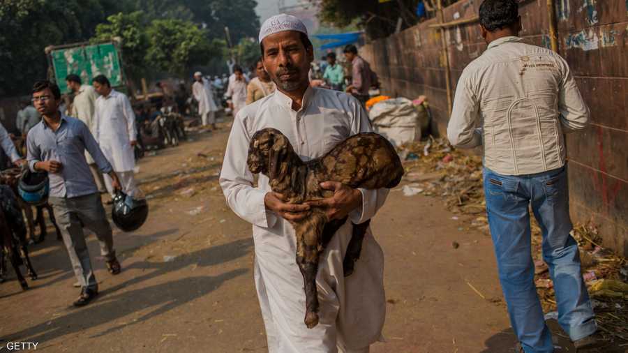 هندي حصل على أضحيته بعد عناء