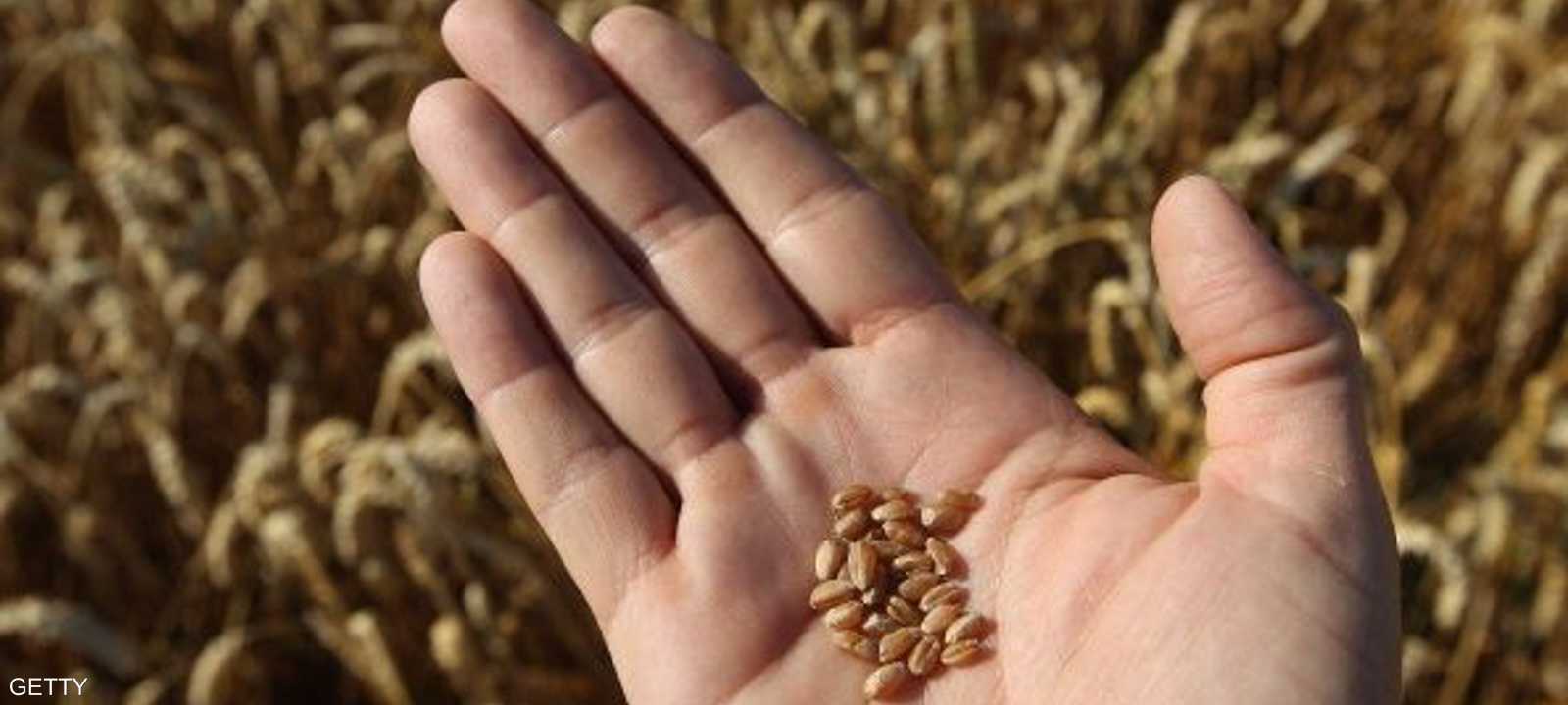بذور الخشخاش في شحنة القمح الروماني ليست من النوع الأفيوني