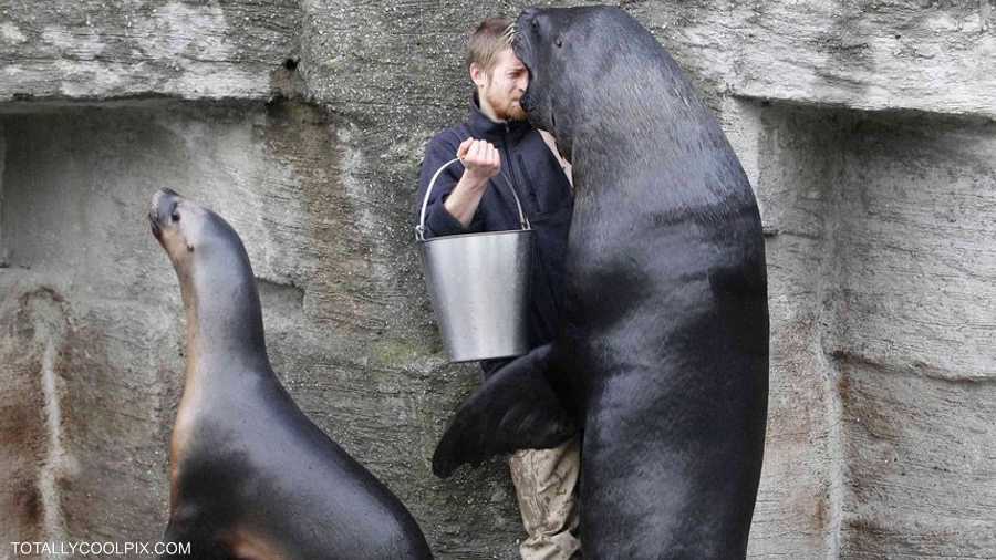 أسد البحر يداعب مربيه في سان فرانسيسكو