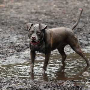 كلب من نوع بيت بول. (أرشيف)
