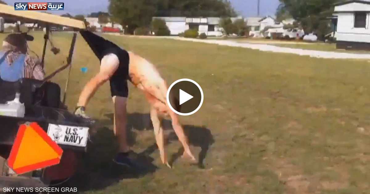 Ролики про животных для детей. Смешное видео в к. Медведь на дороге. Ютуб приколы. Смешные животные с озвучкой.