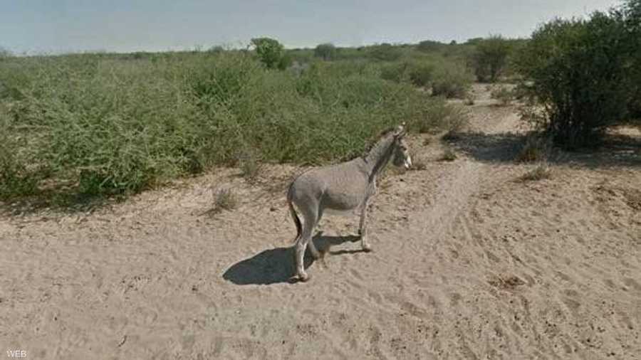 لكن الصورة الأخيرة تظهر أن الحمار نهض ويبدو بحالة جيدة معلنة براءة سيارة غوغل