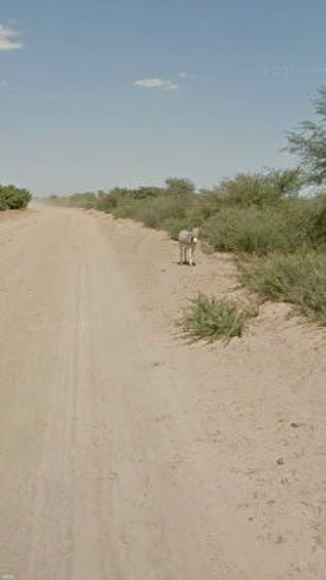 كاميرا غوغل التقطت صورة للحمار قبل أن تقترب منه السيارة