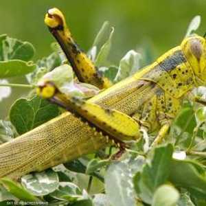 الجراد الصحراوي من أهم وأخطر أنواع الجراد