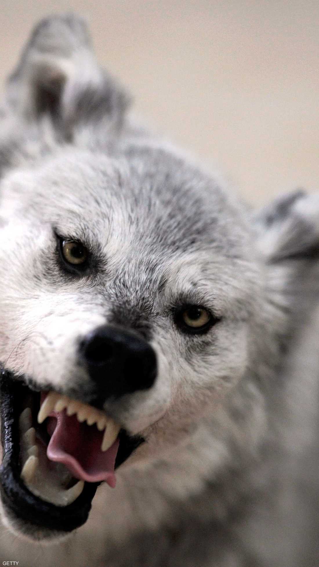 الذئب.. كائن متوحش وأكبر نوع من فصيلة الكلبيات في البرية