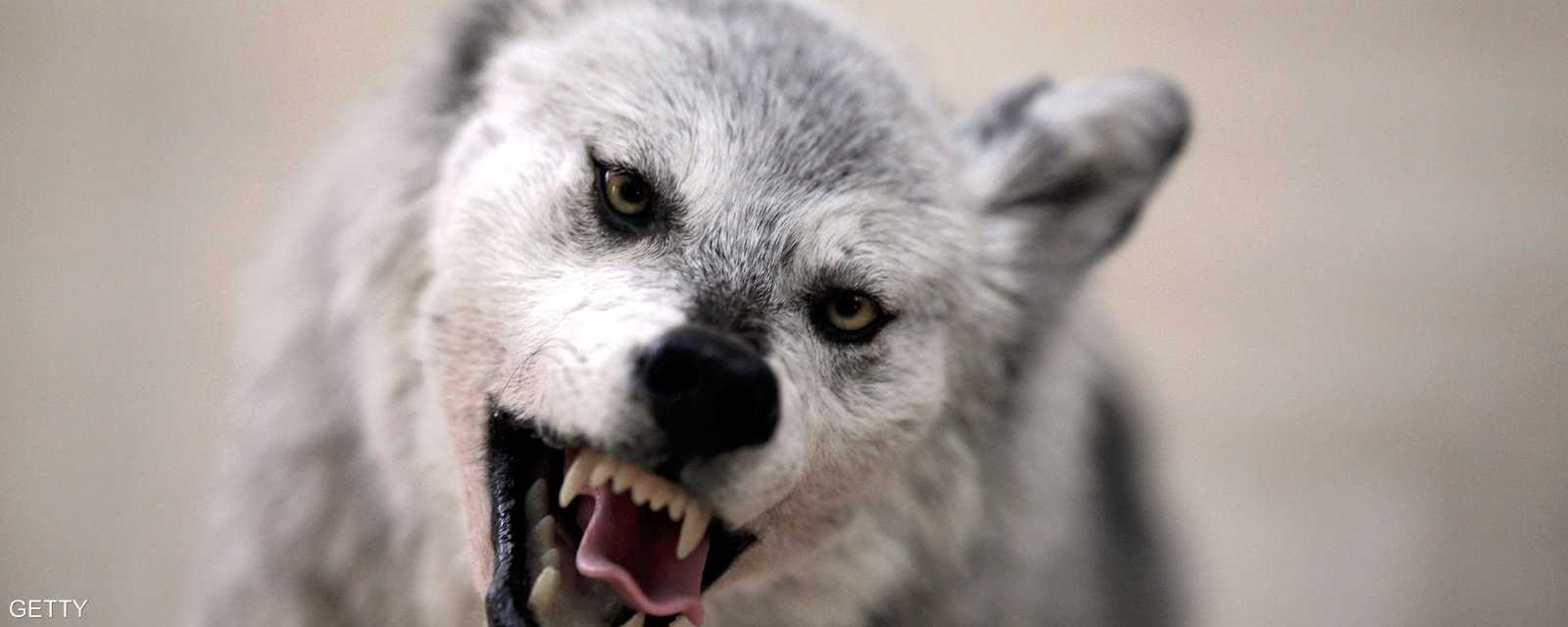 الذئب.. كائن متوحش وأكبر نوع من فصيلة الكلبيات في البرية