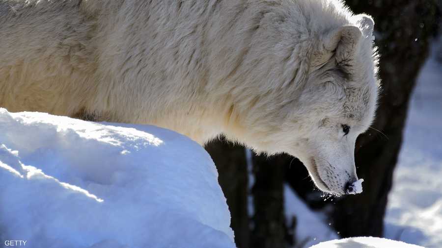 عاشت الذئاب على وجه الأرض منذ ما يقارب 300 ألف عام