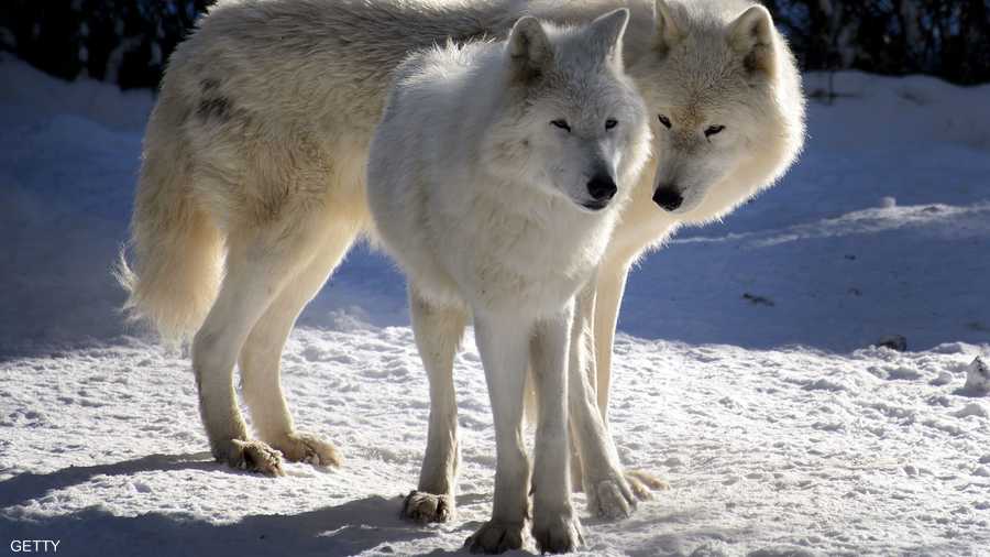 الذئب أحد الحيوانات التي نجت من حادثة الانقراض الجماعي أواخر العصر الجليدي الأخير