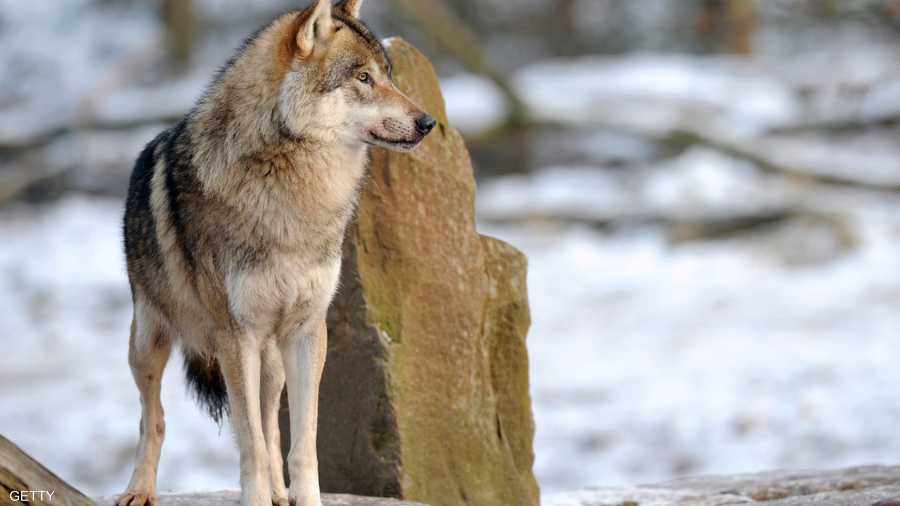 لا يتأقلم الذئب مع وجود البشر في المناطق التي يسكنها