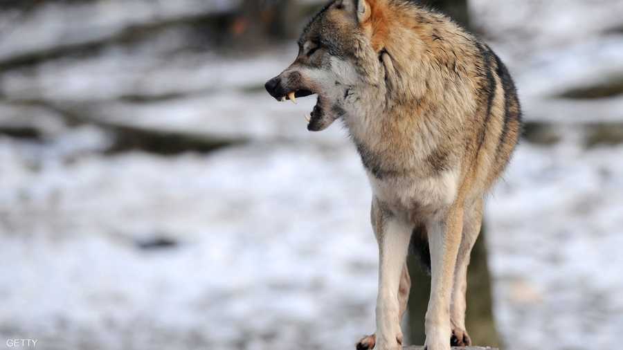 تعيش الذئاب ضمن قطيع في حيز معين يعمل على حمايته بشكل جماعي