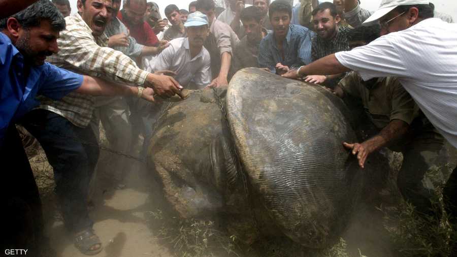 عراقيون يسحلون رأس تمثال صدام بعد إسقاطه في أبريل 2003