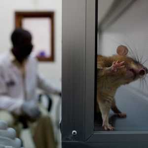 تجاوزت قيمة المبيعات من لحوم الجرذان 1.6 مليون دولار