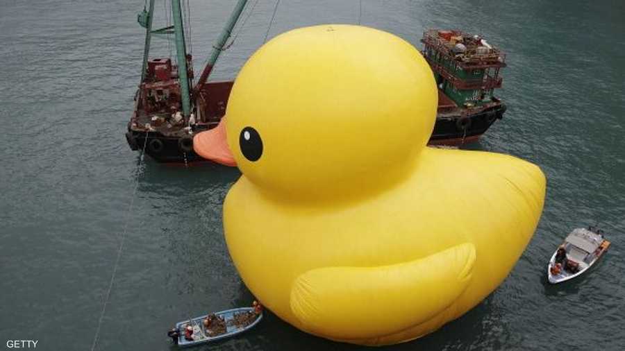 بطة تثير الإعجاب والفرح أينما حلت