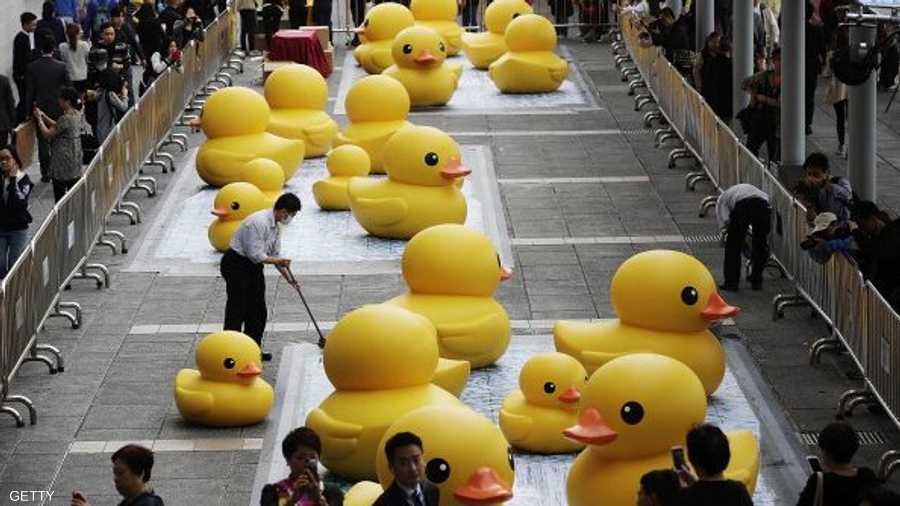 بطات صغار لاستقبال البطة الأم في هونغ كونغ