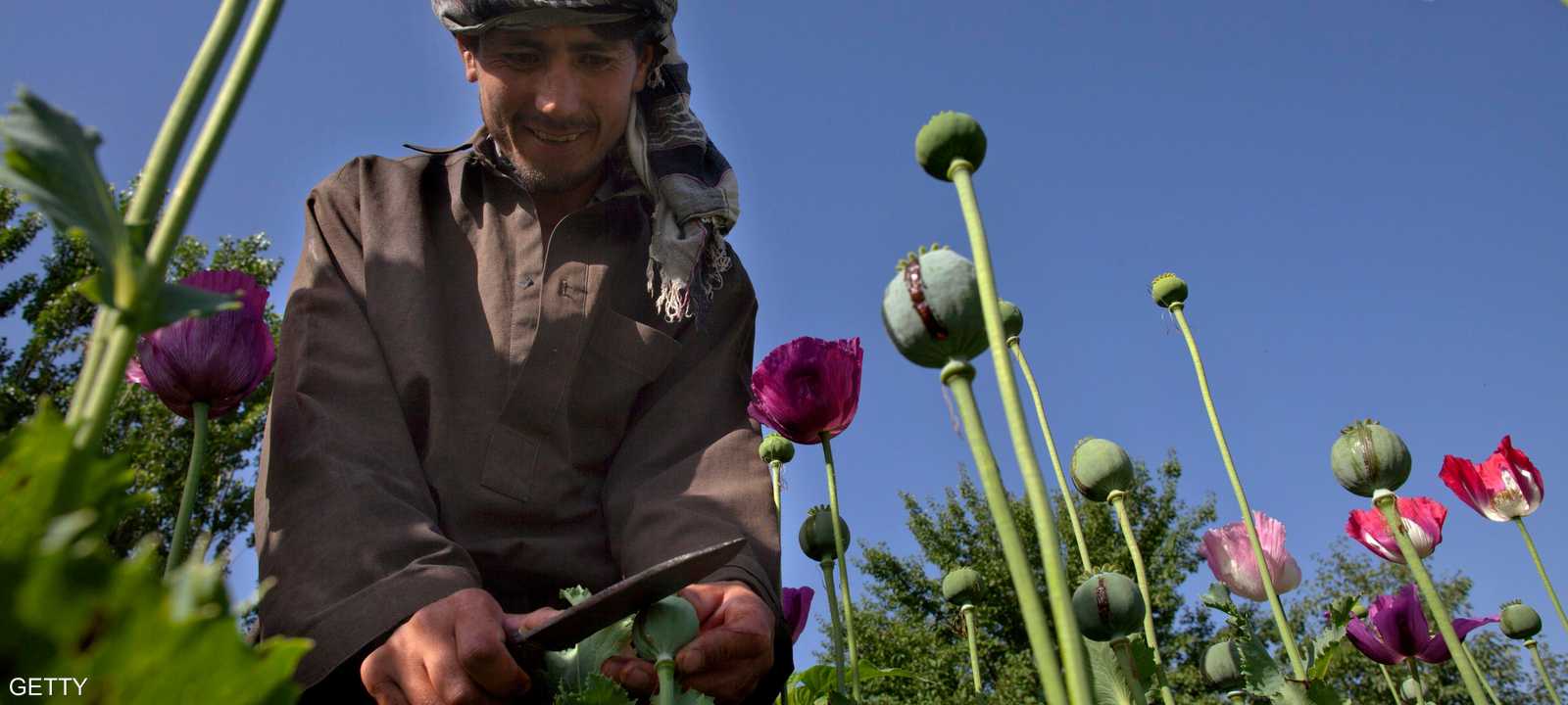 الأفيون يمثل دخلا مهما لأفغانستان الفقيرة