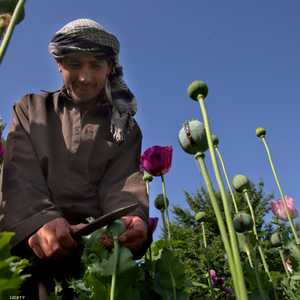 الأفيون يمثل دخلا مهما لأفغانستان الفقيرة