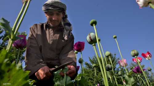 الأفيون يمثل دخلا مهما لأفغانستان الفقيرة
