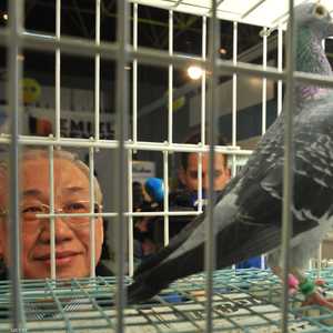 رجل ينظر إلى حمامة خلال المعرض الدولي الثاني للحمام في بلجيكا حيث يباع بآلاف الدولارات - أرشيف