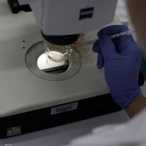 الكبد تم تخليقه من خلايا جذعية