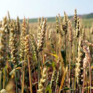 القمح - أرشيفية