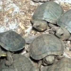 عثرت سلطات الجمارك الهندية على 10 سلحفاة بحرية مهددة بالانقراض في حقائب مسافرين