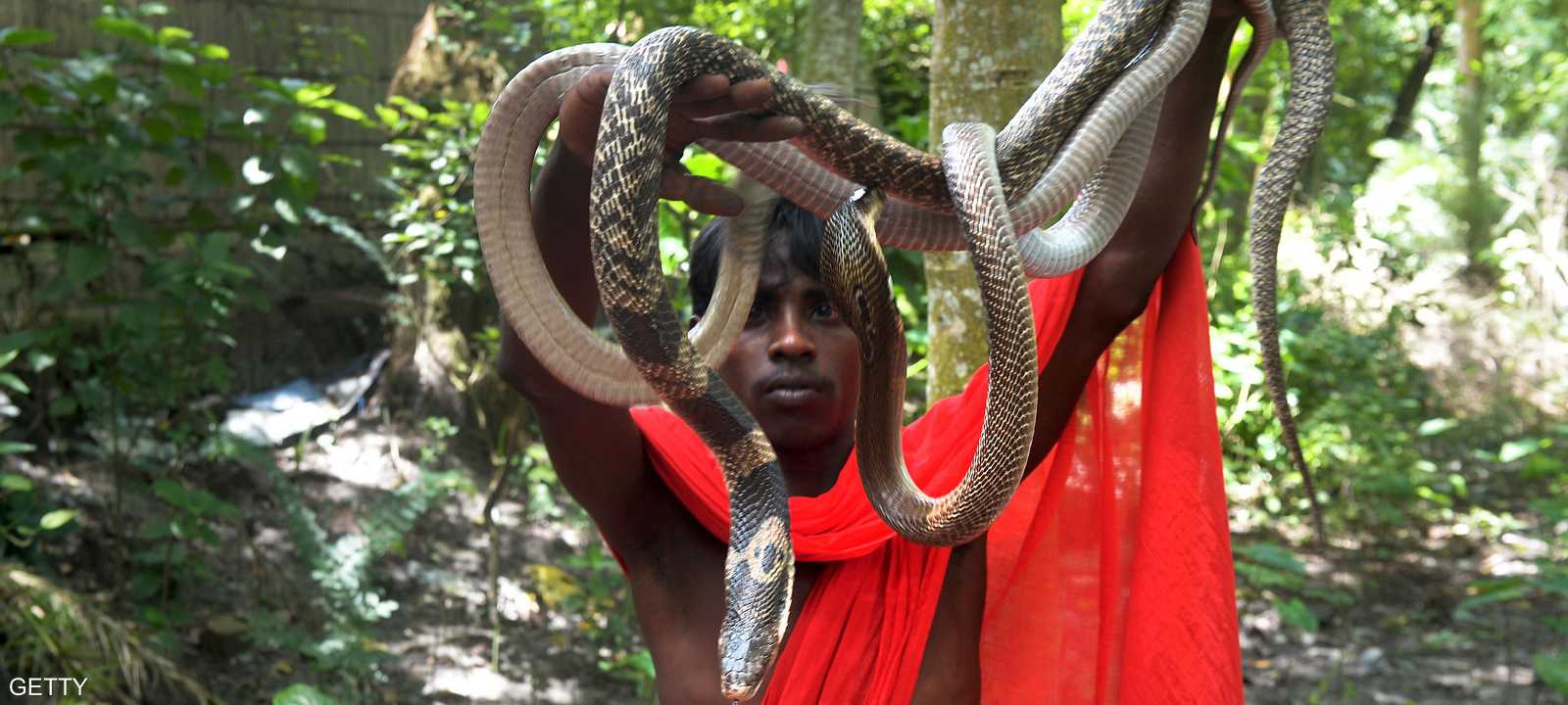 الأفاعي هي صورة متجسدة عن آلهة الأفاعي الهندوسية ماناسا