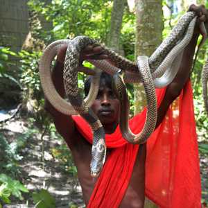 الأفاعي هي صورة متجسدة عن آلهة الأفاعي الهندوسية ماناسا