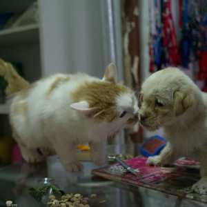 الصين سبق أن حظرت تجارة الحيوانات البرية