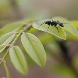 تبين للباحثين من خلال التجارب أن النمل المتطفل أقوى في مواجهة الأعداء من عائله