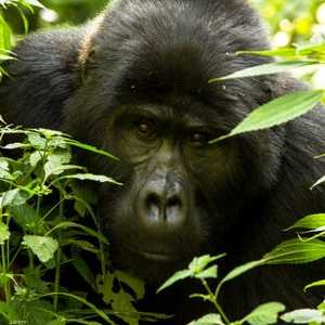 تشتهر حديقة حيوان ساوث كارولاينا بالتعامل مع حيوانات الغوريلا التي تعاني مشاكل سلوكية