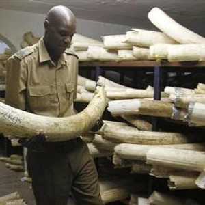 مسؤول في المحميات الطبيعية يعاين قطعا من العاج في هاراري 