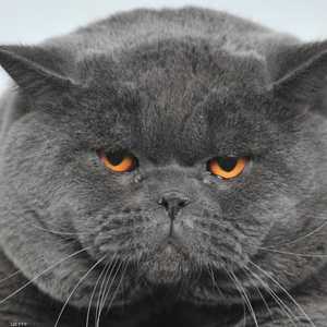 معظم أطعمة الحيوانات الأليفة تعتمد على اللحم النيئ