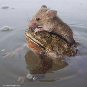 الضفدع يحمل الفأر على ظهره وسط البحيرة (للمصور الهندي عزام حسين)