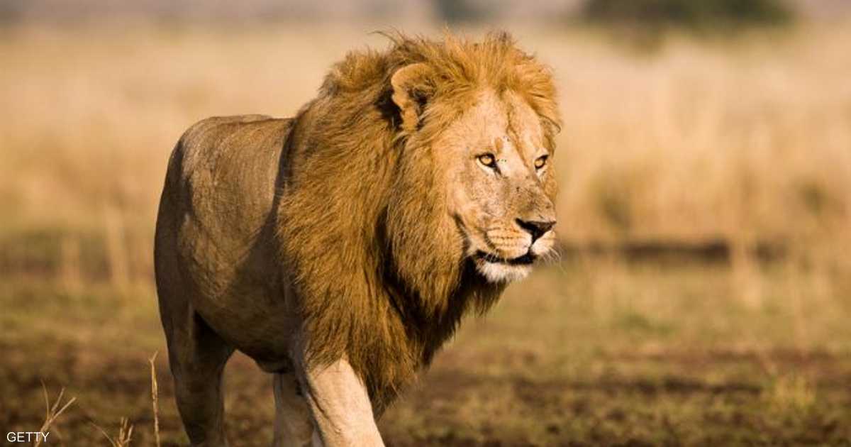 Почему уходит лев. Африканский Лев. Африканский тема Lev. Человек Лев. Environment Lion.