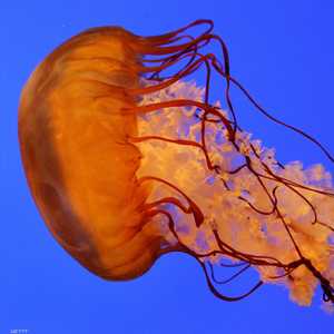 أرشيفية لأحد أنواع قناديل البحر في أستراليا