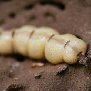 النمل الأبيض ينمو  بشكل كبير في فلوريدا