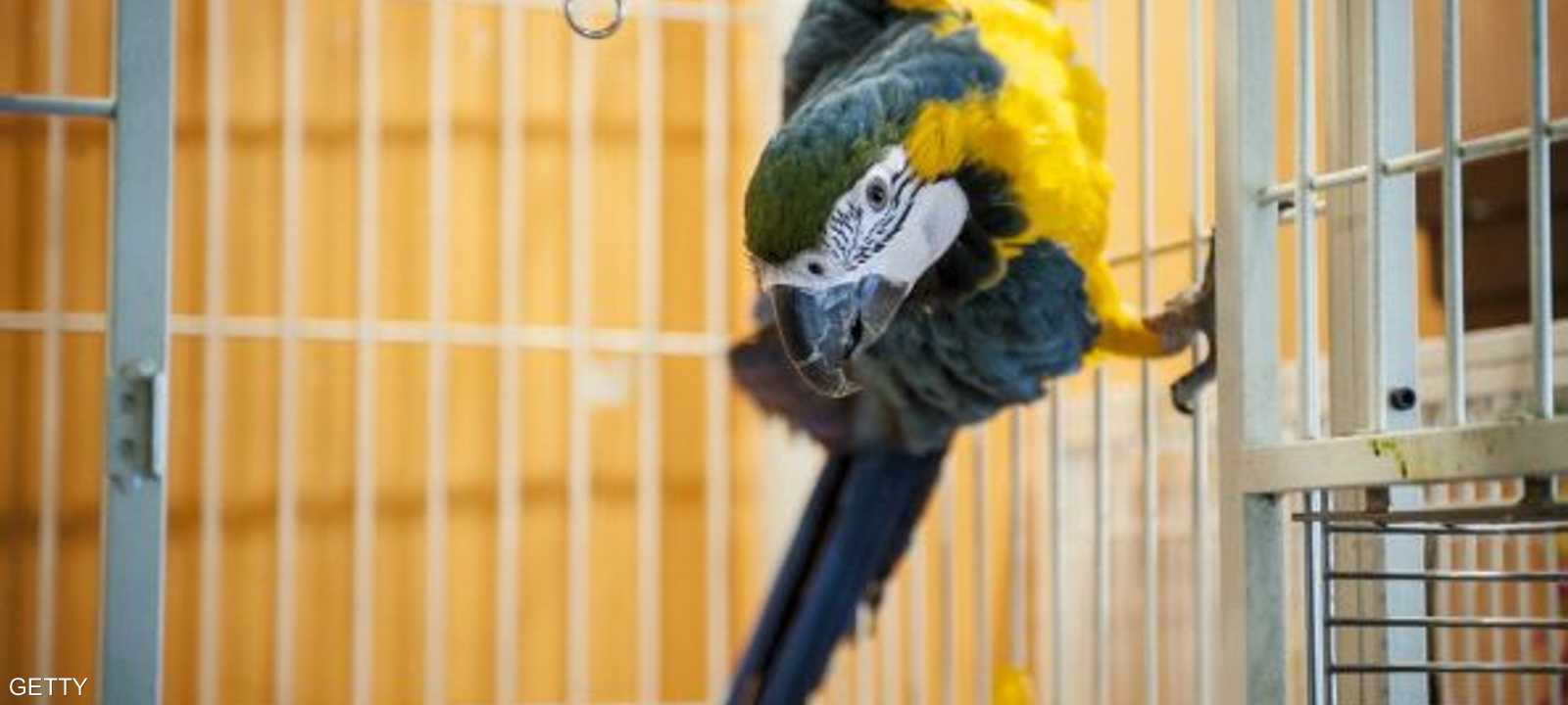 الببغاء كان يغني ويغرد كالبلبل قبل الجريمة - أرشيفية