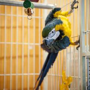 الببغاء كان يغني ويغرد كالبلبل قبل الجريمة - أرشيفية