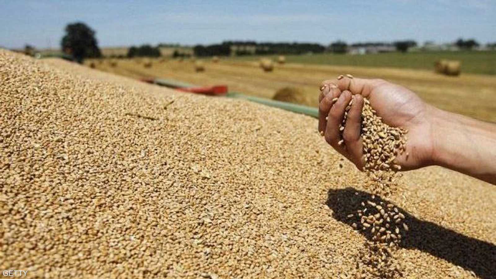 العالم بحاجة إلى زيادة إنتاج الحبوب والقمح