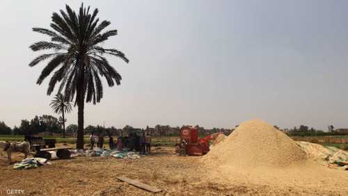 مصر تسعى لتأمين القمح من مصادر بديلة