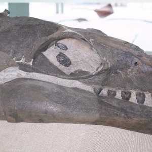 جمجمة للحوت الباليني الضخم