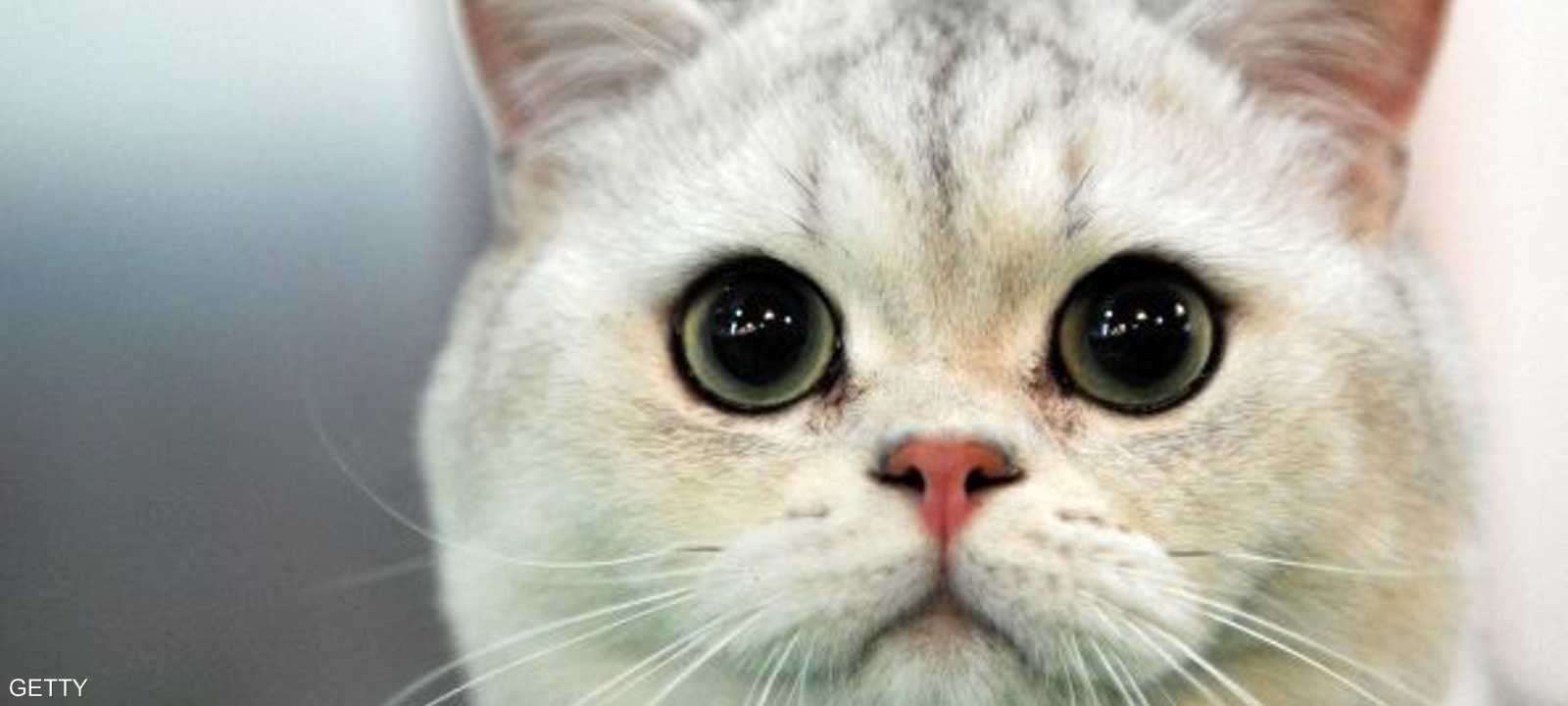 ارشيفية لقطة