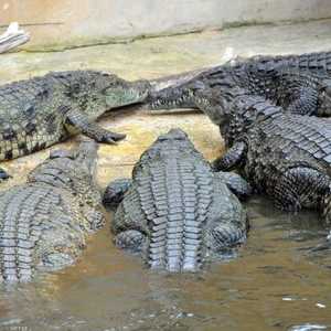 التمساح السيامي يمكن أن يصل طوله إلى ثلاثة أمتار - أرشيفية