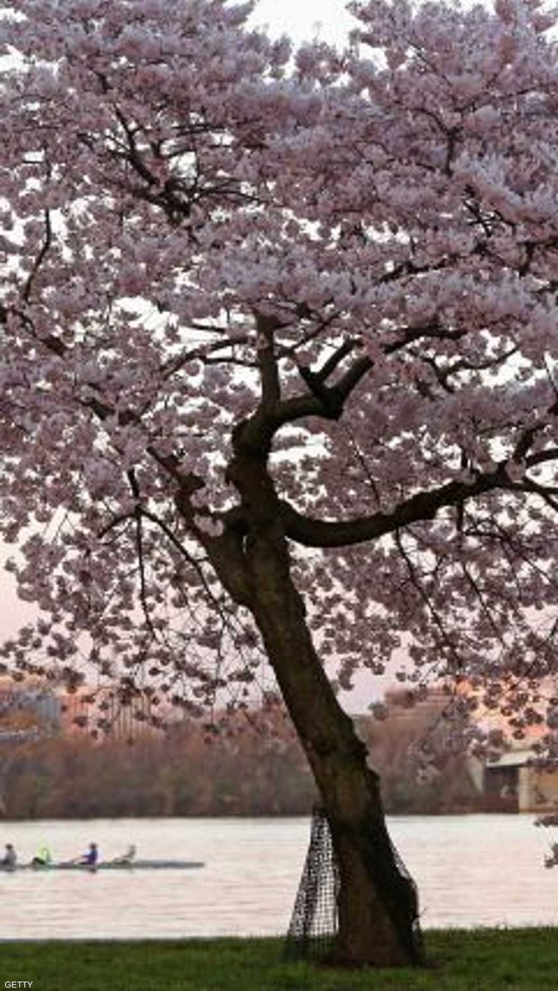 أينعت أزهار شجرة الكرز على ضفة نهر بوتوماك في واشنطن