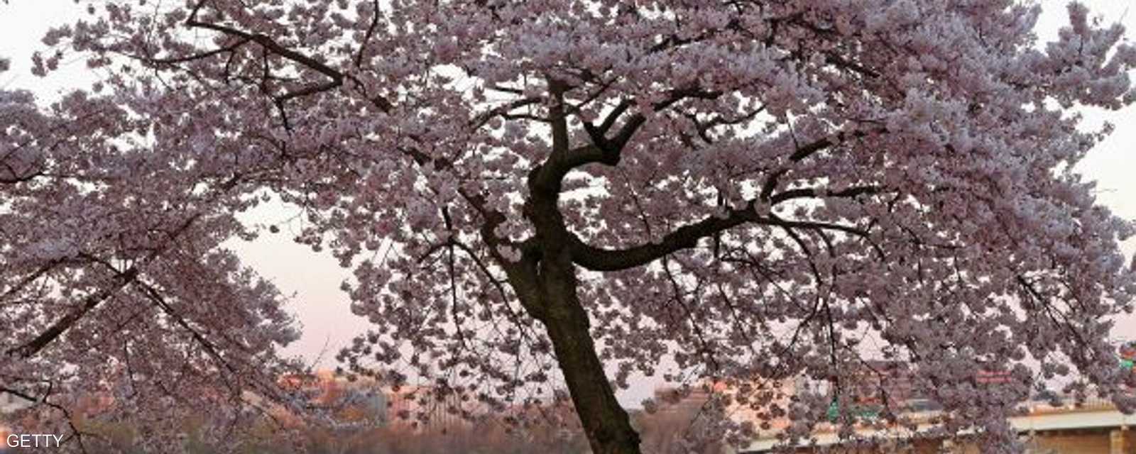 أينعت أزهار شجرة الكرز على ضفة نهر بوتوماك في واشنطن